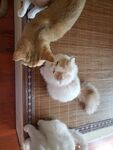 猫咪隔门互动萌态十足