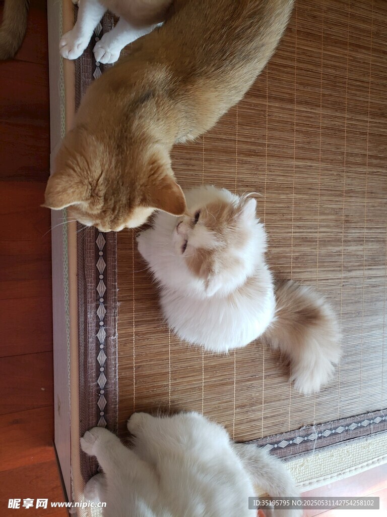 猫咪隔门互动萌态十足