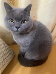可爱灰猫安静蹲坐
