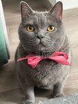 戴粉领结的可爱灰猫