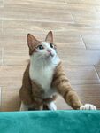 抬头张望的可爱猫咪