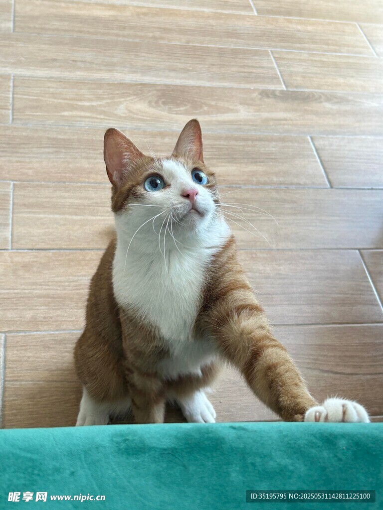 抬头张望的可爱猫咪
