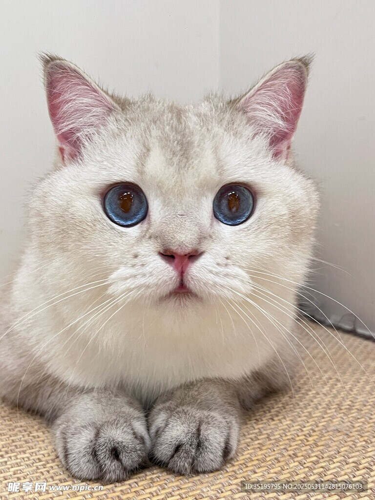 可爱双色眼猫咪趴卧