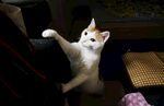 猫咪站立扒拉人的瞬间