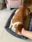 抚摸下熟睡的猫咪