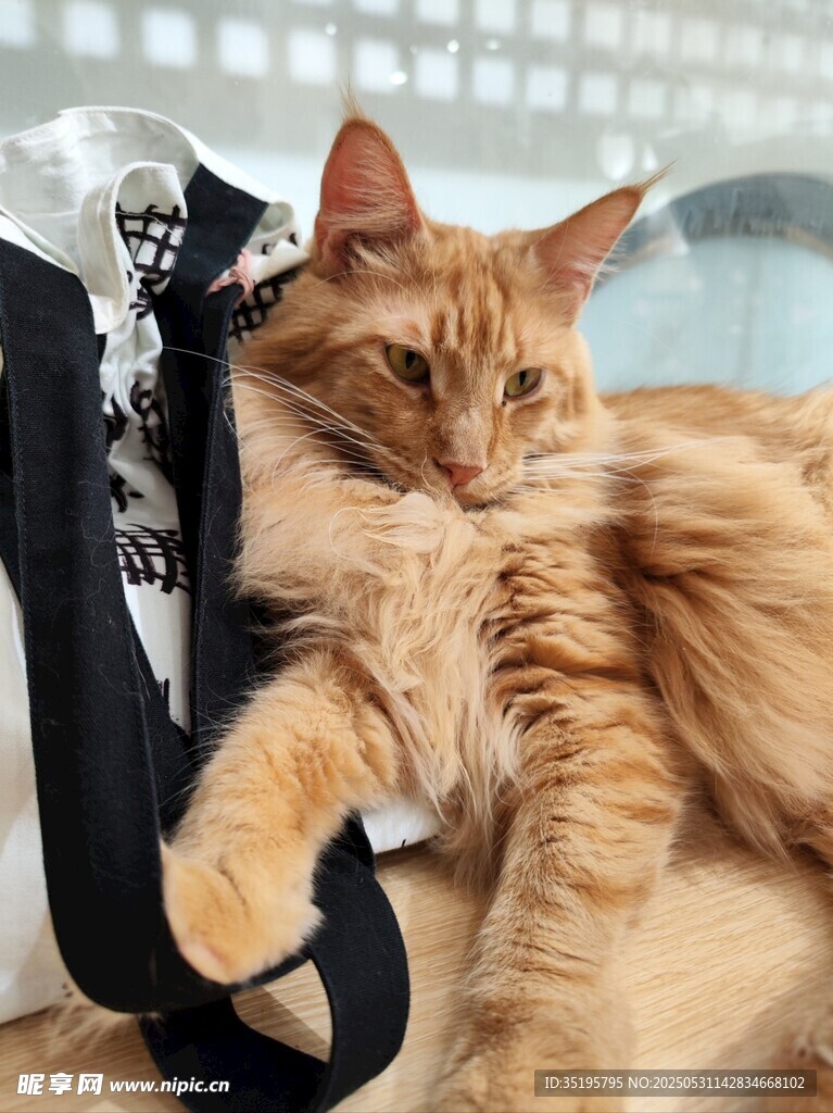 长毛橘猫慵懒躺卧在包旁