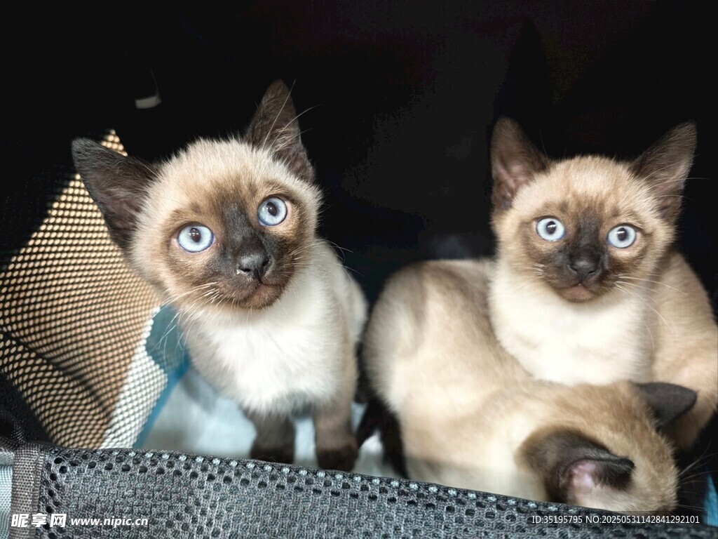 两只可爱暹罗猫对视