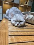 慵懒猫咪惬意趴木桌