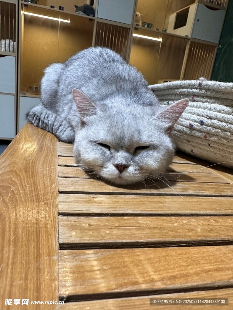 慵懒猫咪惬意趴木桌