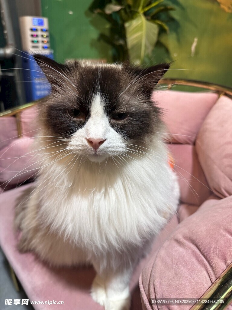 布偶猫端坐粉色宠物窝中