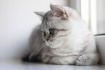 窗边静卧的可爱银渐层猫