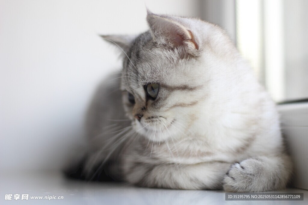 窗边静卧的可爱银渐层猫