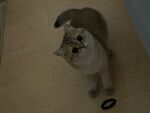 仰头猫咪好奇望向前方