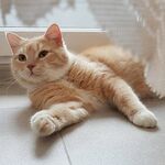 橘猫悠闲躺卧