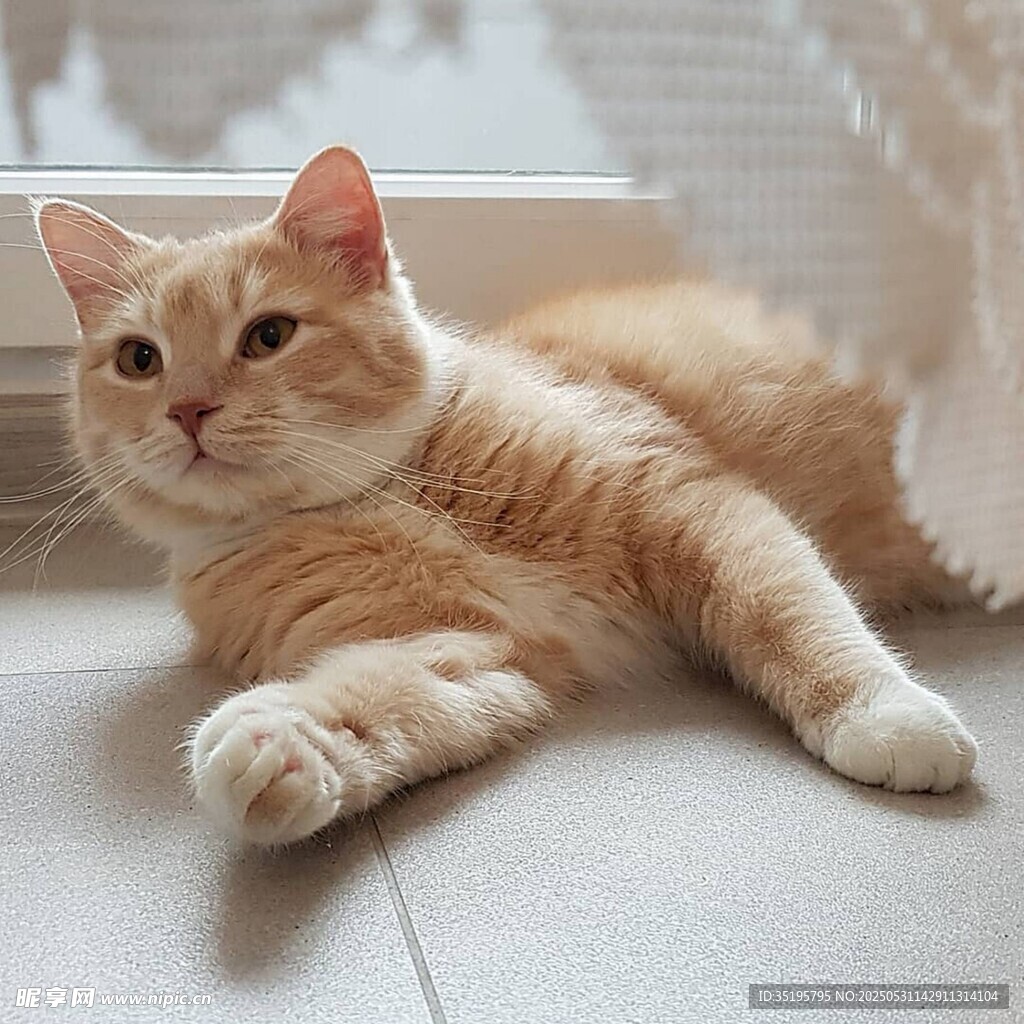 橘猫悠闲躺卧