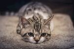 趴着的条纹猫咪