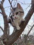 树上的可爱猫咪