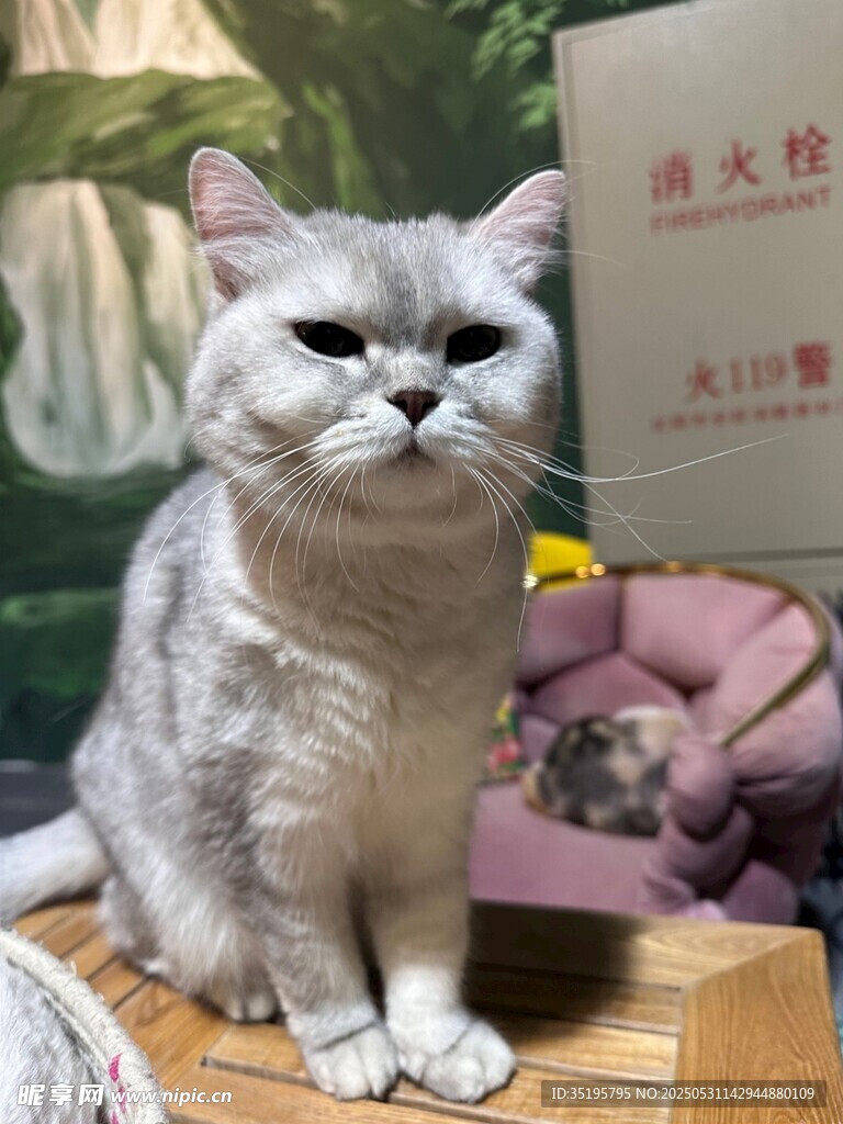 银渐层猫咪端坐姿态优雅