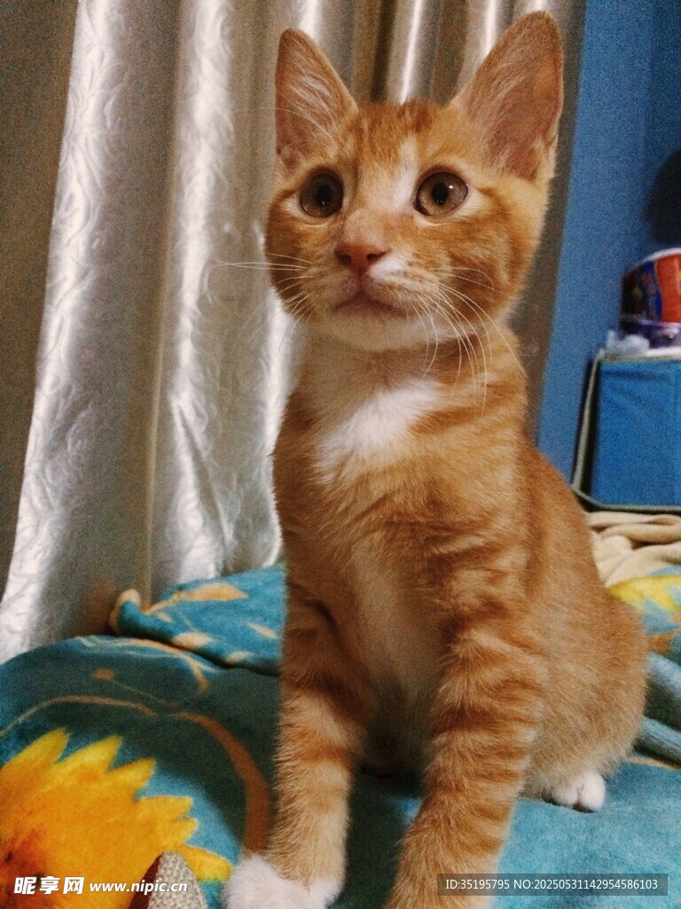 可爱橘猫端坐凝视