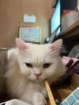 皱眉猫咪叼着木筷