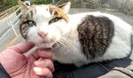 手抚三色猫咪