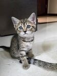 可爱小狸花猫乖巧端坐