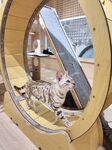 猫咪在圆形玩具中玩耍