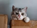 萌猫探头纸箱超可爱
