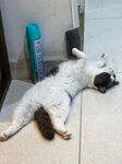 躺地玩耍的可爱猫咪