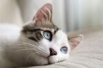 蓝眼萌猫侧卧沙发