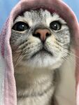 裹着毛巾的可爱猫咪