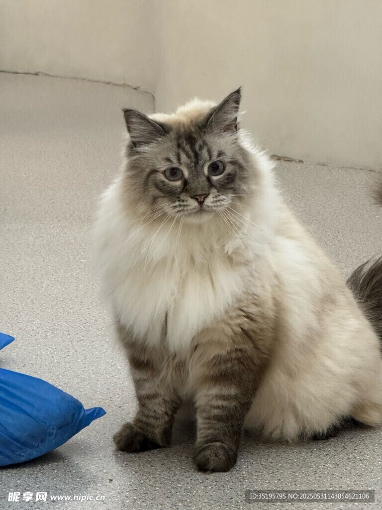 长毛猫咪坐于蓝物旁
