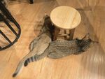 猫咪惬意躺于木桌旁地板