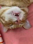 酣睡的橘猫