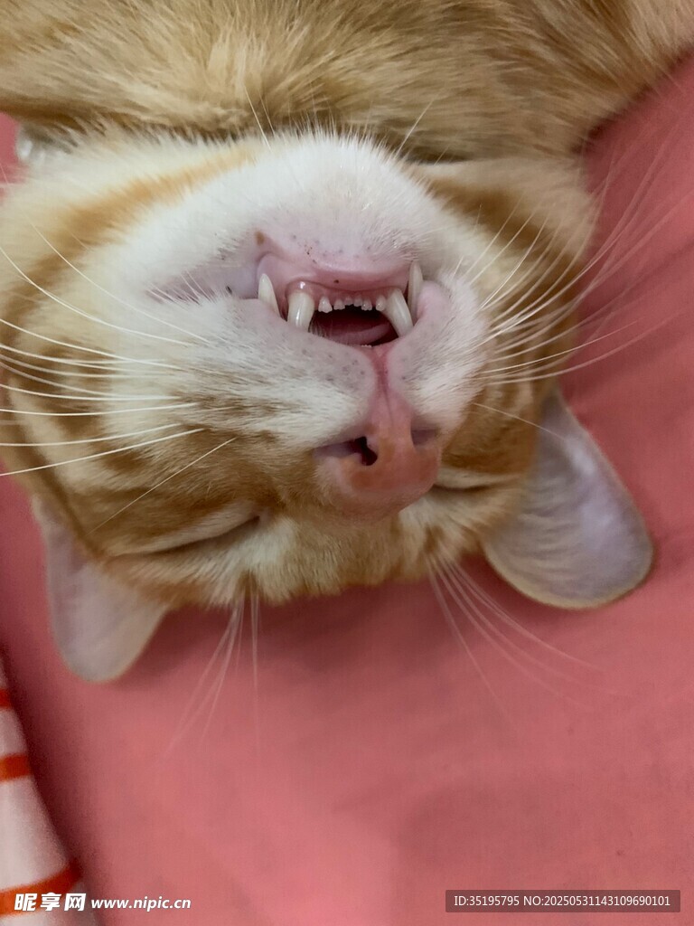酣睡的橘猫