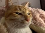 慵懒橘猫惬意躺卧