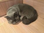 蜷睡的灰猫