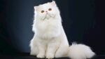 可爱白色波斯猫优雅坐姿