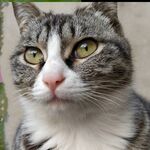 可爱猫咪特写