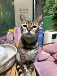 可爱猫咪置身温馨小窝