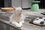 趴坐木台的可爱猫咪