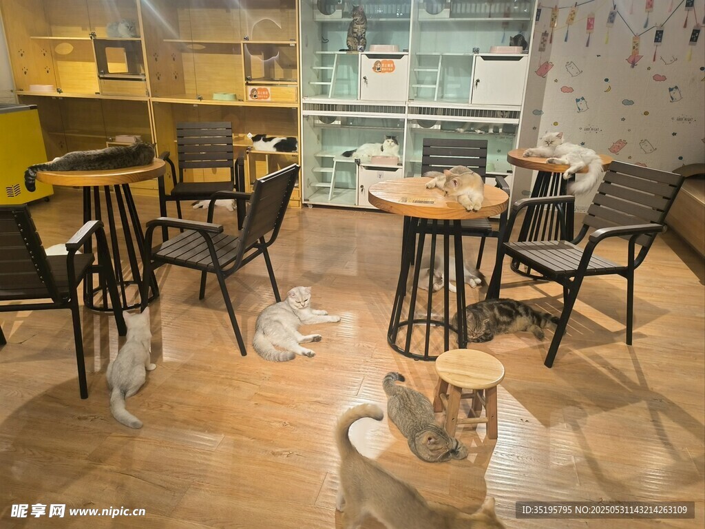 温馨咖啡馆内的可爱猫咪