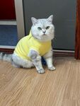 穿黄衣的可爱猫咪