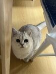 可爱银渐层猫咪蹲坐