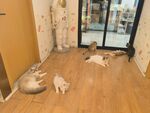 室内地板上悠闲的几只猫咪