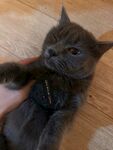 可爱灰猫被温柔抚摸