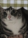 可爱猫咪睁大眼睛瞧着
