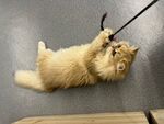 萌猫玩逗猫棒超欢乐