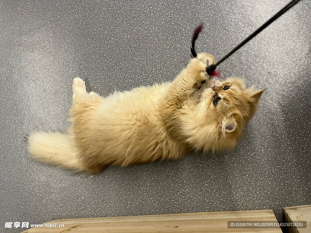 萌猫玩逗猫棒超欢乐