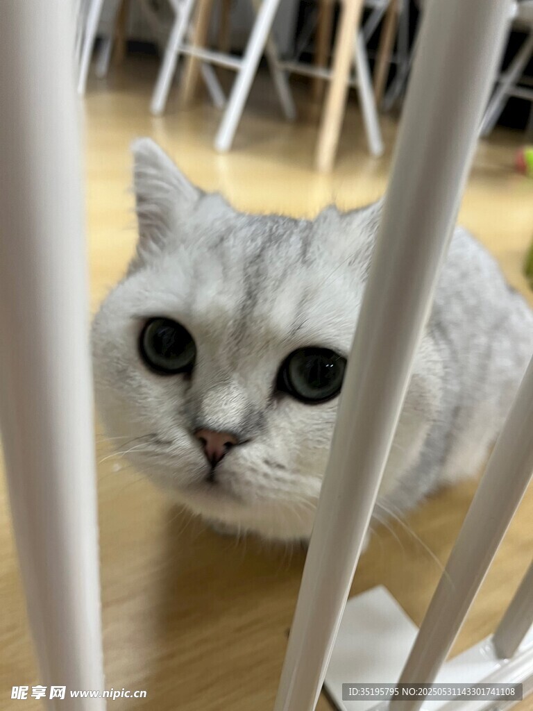 萌猫躲在围栏后好奇张望
